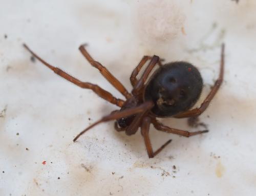 Réf. 331 213 : Steatoda nobilis